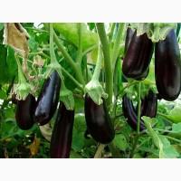 Продам баклажан от производителя с поля