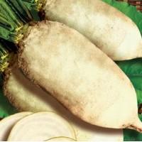 Продаем семена кормового буряка (свеклы) Польского и Украинского