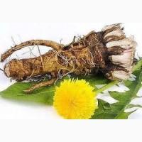 Корень лопуха, одуванчика