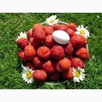 Саженцы клубники, малины, смородина, крыжовник, жимолость, кизил, ежевика
