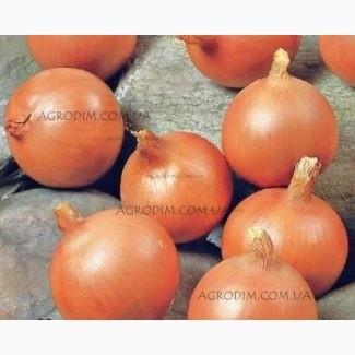 Продаю семена лука