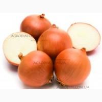 Продаю семена лука