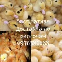 Цыплята утята суточные подрост (испанка, редбро, бройлер, мастер грей, мулард)