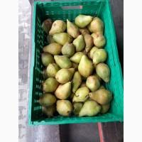 Продам грушу, сорт Ноябрьская