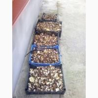 Продам грибы. Маслята соленое-отварные(бочковые)2021