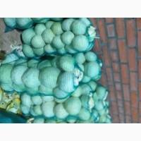 Продам з холодильника капусту сорт Агресор