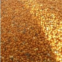 Yellow millet FOB Black sea