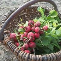 Редиска смачна домашня