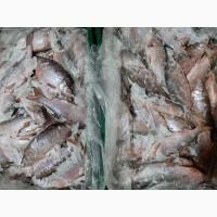 Продам свежемороженную плотву