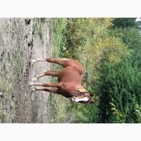 Продам лошицю 1 рік