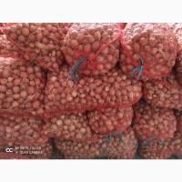 Продам мелкий лук