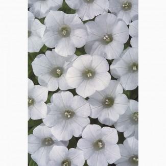 Живець петунії Blanket White біла