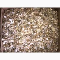 Продам посадочный чеснок МАЙСКИЙ (Крымский)