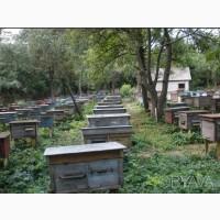 Продам бджолосім’ї