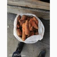 Продам морковь