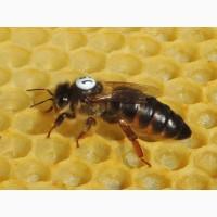 Apis mellifera carnica