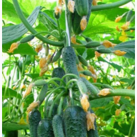 Огірок тепличний Польща