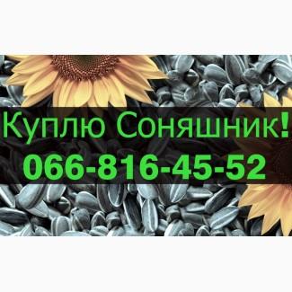 Закуповую СОНЯШНИК в будь якій кількості