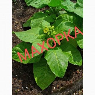 Продам махорку гарної якості, тютюн табак