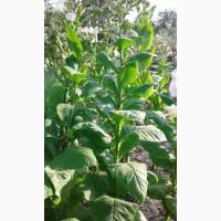 Табак Смирна сухой лист