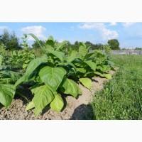 Махорка з любов’ю до природи