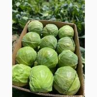 Куплю капусту