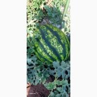 Кавун куплю