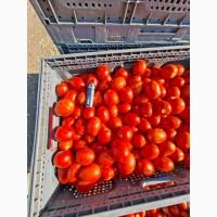 Продам Томат Сливку