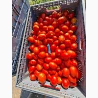 Продам Томат Сливку