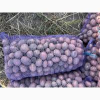 Продам посадкову картоплю, сорт Белла Роса