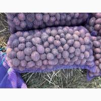 Продам посадкову картоплю, сорт Белла Роса