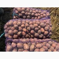 Продам посадкову картоплю, сорт Белла Роса