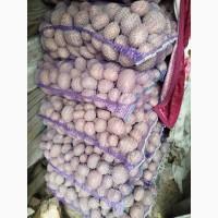 Продам товарну картоплю