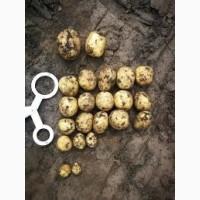 Насіннєва картопля Саншайн Чернігівська область купити для посадки, роздріб від 10 кг