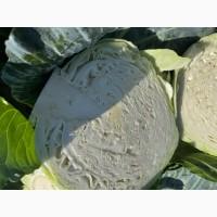 ПРОДАМ капусту