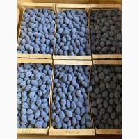 Продам сливу Стенлей та Президент