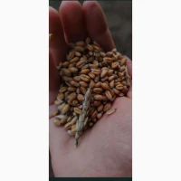 Пшениця суха 2025р