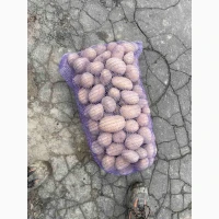 Продам картоплю