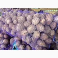 Семенной картофель Аризона 1-2 репродукция, опт от 5 тонн Украина