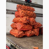 Продам велику моркву