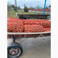 Продам велику моркву