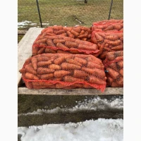 Продам велику моркву