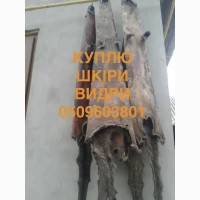 Куплю шкіри видри бобра куниці кролика