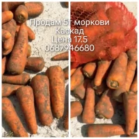 Продам моркву