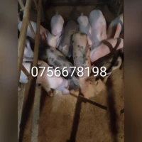 Продам поросят