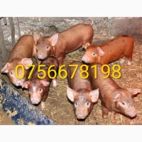 Продам поросят