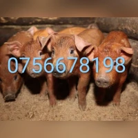Продам поросят