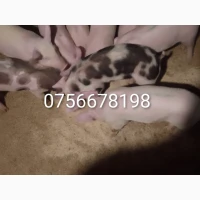 Продам поросят
