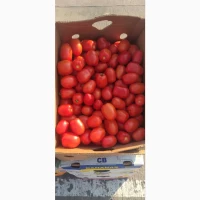 Продам помидор