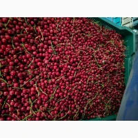 Продам порічку червону